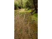 Gila National Forest Plan Allows 3,000 Miles Off-road Vehicles