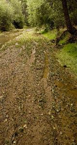 Tracks on the Agua Fria River Banks