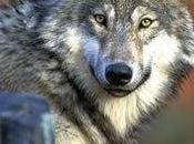 Washington Fish Wildlife Rejects Nonlethal Wolf Management
