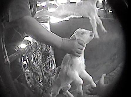 Animal Cruelty No Contest Plea from CA Livestock Auction Owner – Public News Service