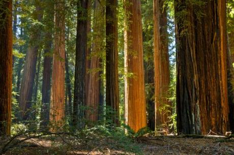 New Lawsuit To Protect  Richardson Grove Redwoods