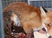 Cruel Wildlife Traps