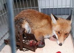 Ban Cruel Wildlife Traps