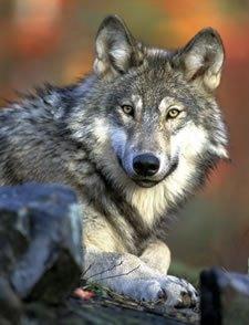 Washington Fish & Wildlife Rejects Nonlethal Wolf Management