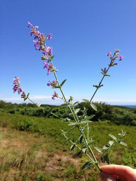 Russian Sage Against Outer Cape Dunes By StyleCarrot