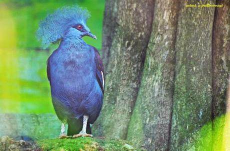 victoria crowned pigeon