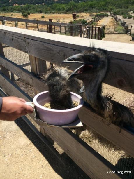 Our Visit to Ostrich Land USA