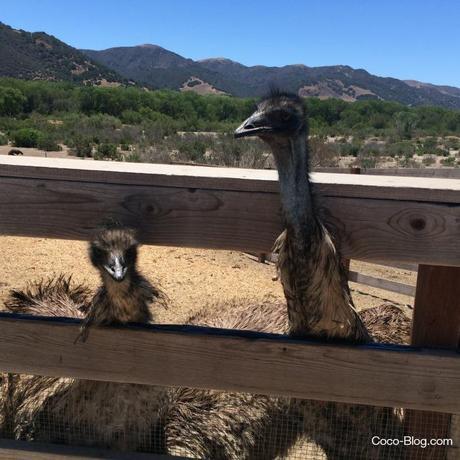 Our Visit to Ostrich Land USA