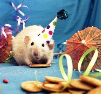 Happy Birthday, A Rat’s Nibble.!