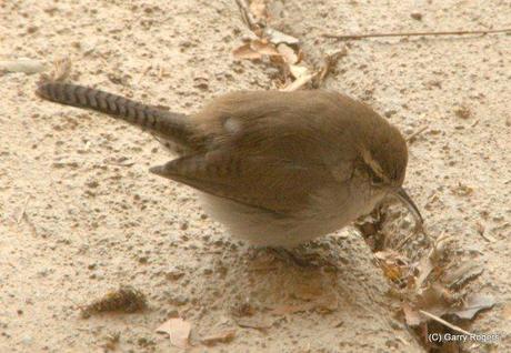 350 New Bird Species; More Than 25% Threatened
