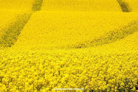 Yellow Fields1 Beautiful and Dreamy Pictures of Denmark (Gallery)