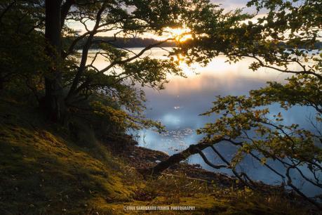 Sodoma Skov Beautiful and Dreamy Pictures of Denmark (Gallery)