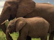 Hallmark Selling Ivory….as Perfect 14th Anniversary Present