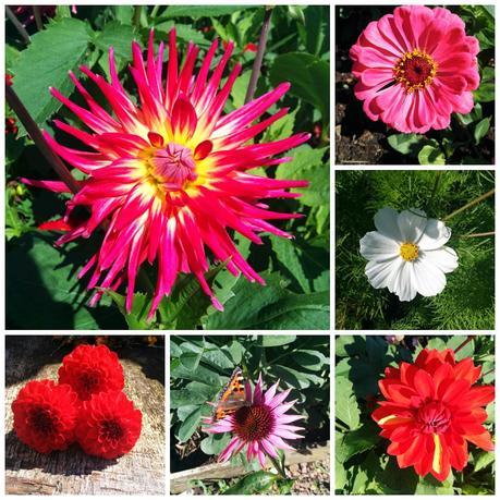 selection of some of the flowers on the plots today - 'growourown.blosgspot.com' ~ an allotment blog