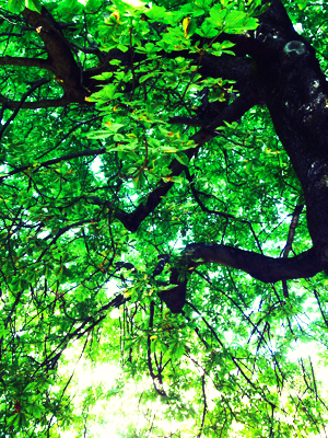 Provencal Lunch Under the Chestnut Tree