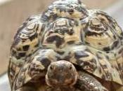 Bolt Among Tortoises Race Chase Police Tortoise Speed