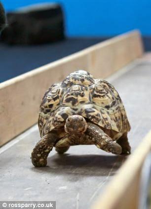 Bolt among Tortoises - the race and chase by Police - Tortoise speed !!