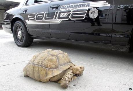 Bolt among Tortoises - the race and chase by Police - Tortoise speed !!