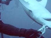 Divers Pull Fishing Hook from Jaws Shark