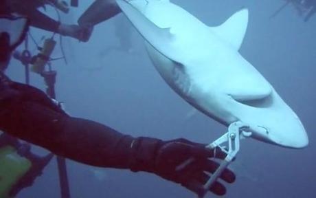 Divers pull fishing hook from jaws of 6ft shark