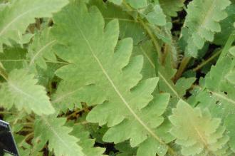 Meconopsis paniculata Leaf (07/06/2014, Kew gardens, London)