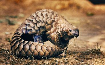 We’re Eating Pangolins Off the Face of the Earth