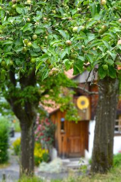 Secret Swiss gardens DSC_1659