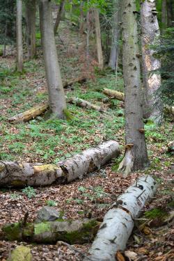 One far gone forest DSC_1851
