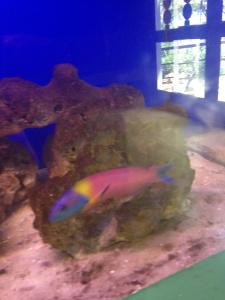 Really colorful fish. 