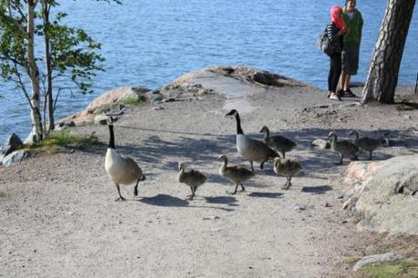 Taken in the summer of 2011 in Helsinki. 