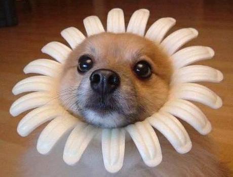 Top 10 Dogs Dressed as Flowers
