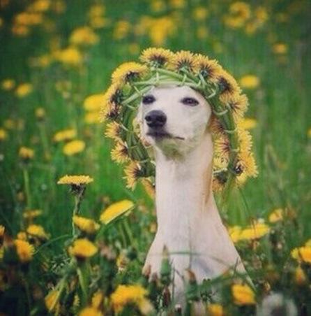 Top 10 Dogs Dressed as Flowers