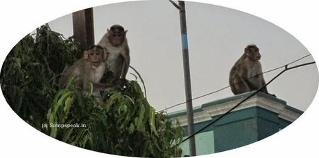 Aping an Ape .... keeping monkeys at bay - human langurs at work