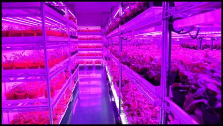 Panasonic Indoor Vegetable Farm_One