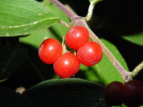 Bearberry