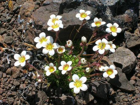 Tufted Saxifrage