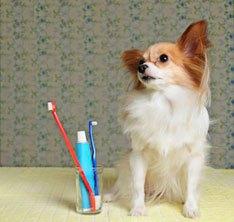 dog-brush