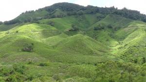 The lush carpet of the rolling tea hills