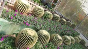 Splendid rows of cacti