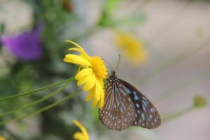 The charming & colourful butterfly drawing nectar off polen in the butterfly farm