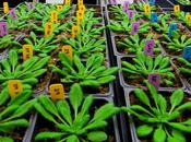 Tool Advances Genetic Engineering Fuel Crops