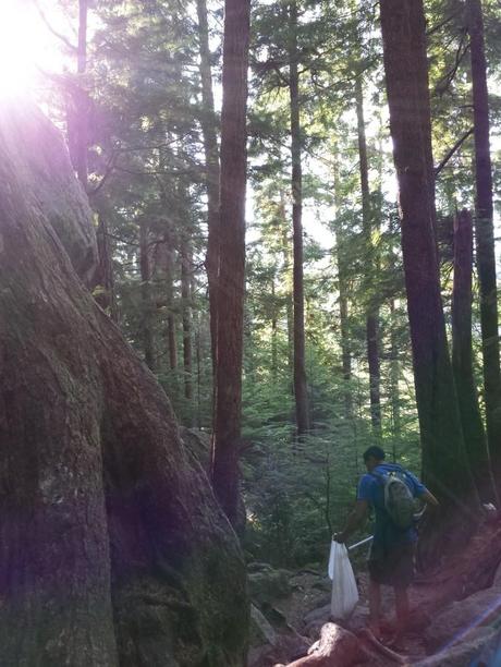 Picking up trash in an oddly lonely forest