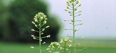 Researchers to develop Camelina sativa as a biodiesel crop for the Great Plains
