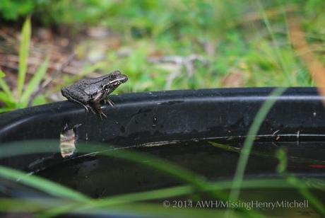 frog up close