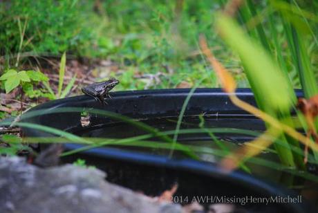 bright eyed frog