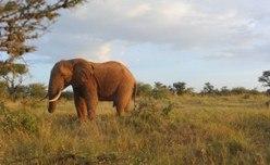 Africa: U.S. Support for Combating Wildlife Trafficking