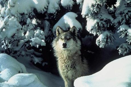 The future of Mexican gray wolf reintroduction program