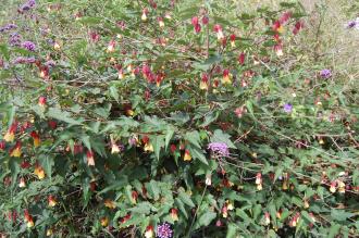 Abutilon megapotamicum (28/07/2014, Rue de la Pointe, Brest, France)