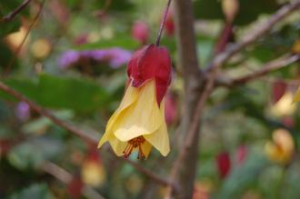 Abutilon megapotamicum Flower (28/07/2014, Rue de la Pointe, Brest, France)