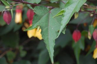 Abutilon megapotamicum Leaf (28/07/2014, Rue de la Pointe, Brest, France)